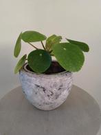 Stenen bloempot met een pannenkoek plant., Ophalen, Overige soorten, Minder dan 100 cm