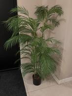 Plant Palm Groen | 150 en 100 cm | emeralds, Ophalen of Verzenden