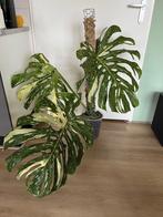Grote Monstera Thai Constellation met mospaal, Huis en Inrichting, Kamerplanten, Ophalen, Overige soorten, Halfschaduw, Minder dan 100 cm