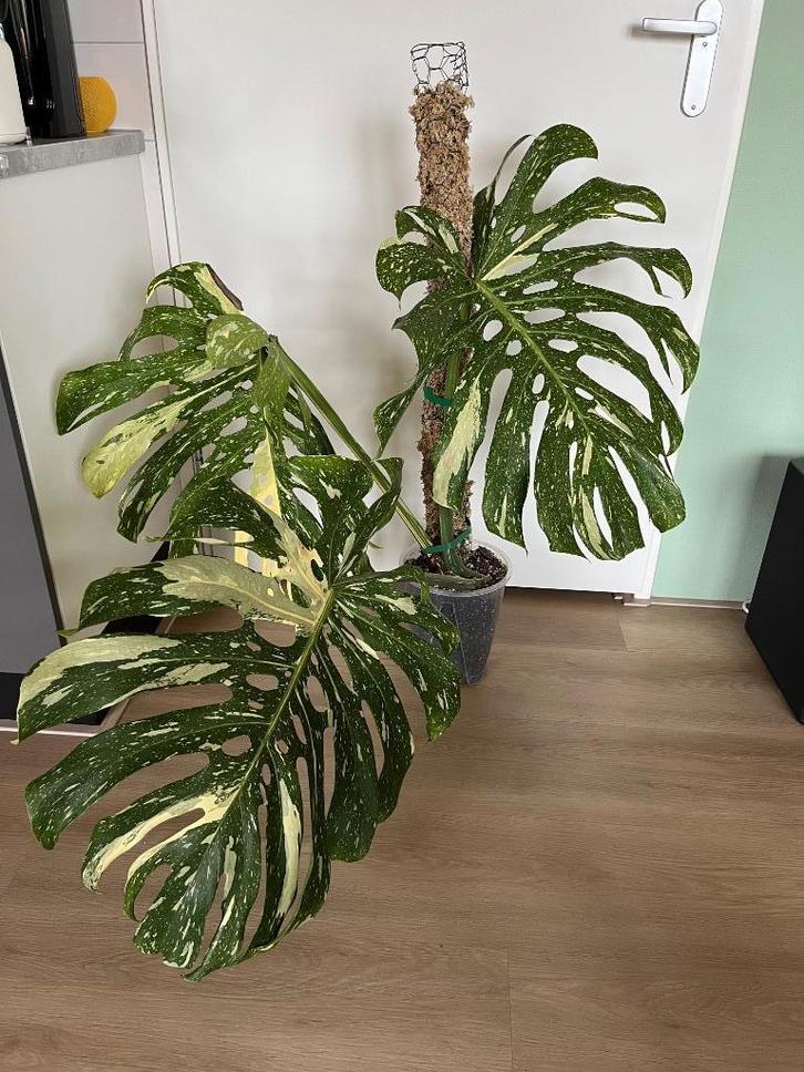 Grote Monstera Thai Constellation met mospaal, Huis en Inrichting, Kamerplanten, Overige soorten, Minder dan 100 cm, Groene kamerplant