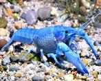 Kreeft Cherax quadricarinatus Super blue - Koidream Valburg, Dieren en Toebehoren, Vissen | Aquariumvissen, Vis, Zoetwatervis