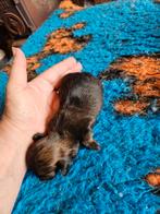 ## Prachtige lieve Shih tzu puppy's oa Mokka en een mini ##, Overige rassen, Meerdere, Meerdere dieren, Nederland