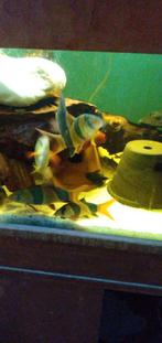 Aquarium vissen kweek groepen, Vis
