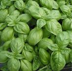 Basilicum 'Italiano Classico' te koop, Ophalen, Volle zon, Groenteplanten, Eenjarig