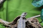 Pogona vitticeps, Baardagaam, Dieren en Toebehoren, Hagedis, Tam, 0 tot 2 jaar