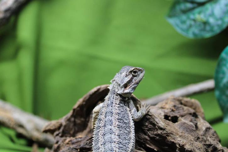 Pogona vitticeps, Baardagaam, Dieren en Toebehoren, Reptielen en Amfibieën, Hagedis, 0 tot 2 jaar, Tam