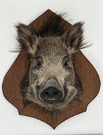 Taxidermie - Fraai opgezette kop wild zwijn op schild, Ophalen of Verzenden, Zo goed als nieuw, Wild dier, Opgezet dier
