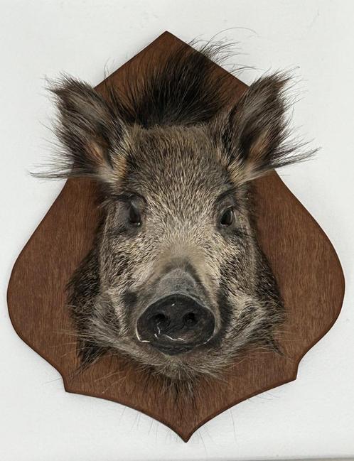 Taxidermie - Fraai opgezette kop wild zwijn op schild, Verzamelen, Dierenverzamelingen, Zo goed als nieuw, Opgezet dier, Wild dier
