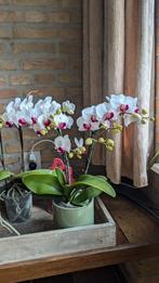 orchideeën nieuw, Ophalen of Verzenden, Nieuw