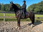 Mooie 4-jarige KWPN tuigpaard, Dieren en Toebehoren, Paarden, Merrie, B, Gechipt, 3 tot 6 jaar