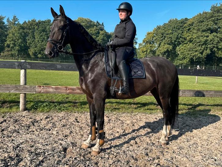 Mooie 4-jarige KWPN tuigpaard, Dieren en Toebehoren, Paarden, Merrie, B, 165 tot 170 cm, 3 tot 6 jaar, Tuigpaard, Met stamboom