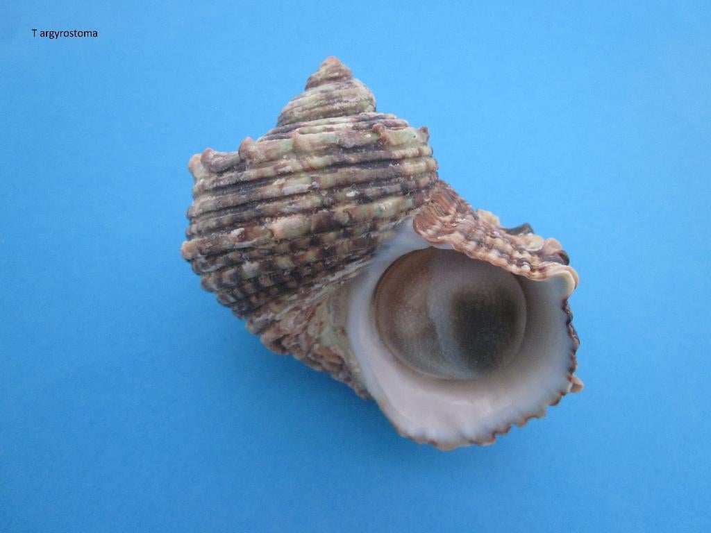 Schelpen: Mix 3, Verzenden, Schelp(en)