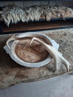 Groot Gewei - Decoratief Herten Gewei - 70 cm, Ophalen of Verzenden, Gebruikt