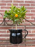 Zwart emaille melkkan met mandarijnboompje, Tuin, Gebruikt, Minder dan 30 cm, Rond