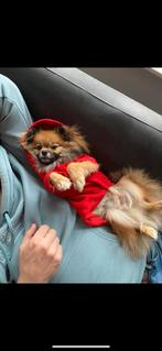 Pomchi (pomeriaan X chihuahua) reu 4 jaar, Ophalen of Verzenden, Zo goed als nieuw