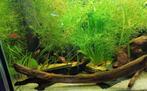 Guppy grass aquarium plant, Ophalen of Verzenden, Nieuw, Plant(en), Steen of Hout