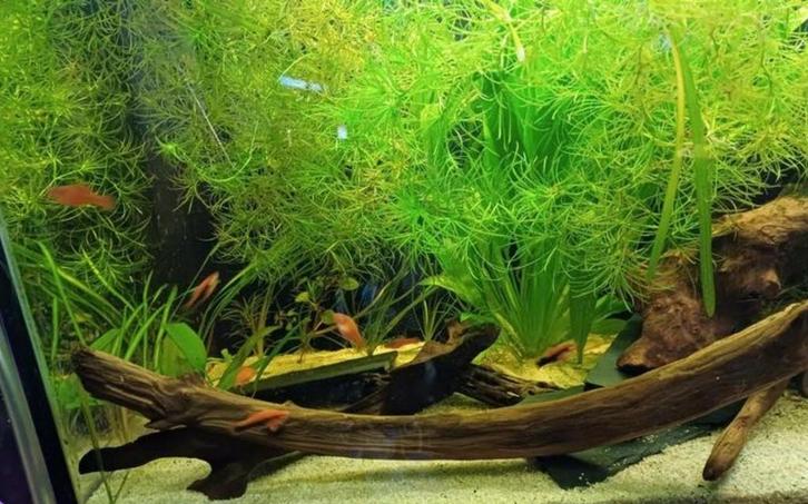 Guppy grass aquarium plant, Dieren en Toebehoren, Vissen | Aquaria en Toebehoren, Nieuw, Plant(en), Steen of Hout, Ophalen of Verzenden