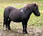Mooie makke mini merrie, Dieren en Toebehoren, Merrie