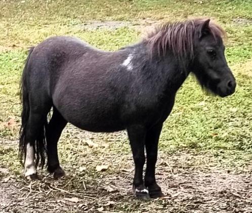 Mooie makke mini merrie, Dieren en Toebehoren, Paarden en Pony's | Dekhengsten en Fokmerries, Merrie