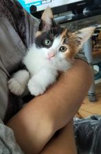 kittens maine coon x kitten, poesje, Dieren en Toebehoren, Meerdere dieren, Gechipt, 0 tot 2 jaar