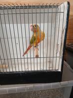 2 x pyrrhura kweekvogels(1-1), Meerdere dieren, Parkiet, Geringd