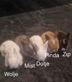 Lieve baby konijntjes zoeken een huisje! Rotterdam Noord, Dieren en Toebehoren, Konijnen, Meerdere dieren, Dwerg, 0 tot 2 jaar