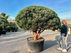 Exclusieve unieke meerstammige Pinus sylvestris Watereri!!, Bloeit niet, 100 tot 250 cm, Volle zon, In pot