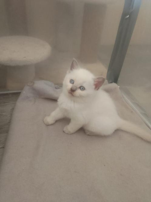 Prachtige Ragdoll X Briste korthaar kittens, Dieren en Toebehoren, Katten en Kittens | Raskatten | Korthaar, Meerdere dieren, 0 tot 2 jaar