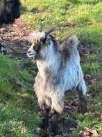Nederlandse Landgeit boklam / dekbok, Dieren en Toebehoren, Schapen, Geiten en Varkens, Mannelijk, Geit