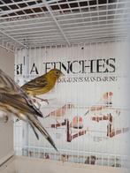 Timbrado kanarie poppen, Dieren en Toebehoren, Vogels | Kanaries, Vrouwelijk, Zangkanarie