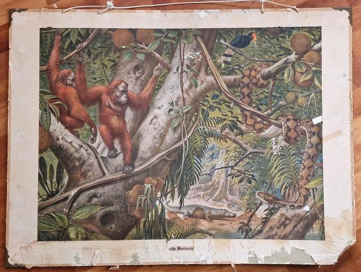 Schoolplaat "Op Borneo" / M.A. Koekkoek, Antiek en Kunst, Antiek | Schoolplaten, Geschiedenis, Ophalen