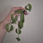 Hoya wayetii, Ophalen of Verzenden, Halfschaduw, Minder dan 100 cm
