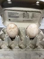 Broedeieren Chinese knobbelgans!!, Geslacht onbekend, Gans of Zwaan