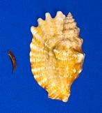 Tricornis sinuatus, Ophalen of Verzenden, Schelp(en)