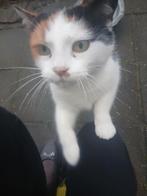 Poes Biba (betere foto's volgen maar ze stond niet stil), Poes