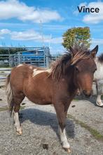 Lieve shetland hengsten, Dieren en Toebehoren, Pony's, Hengst, Recreatiepony, Gechipt, 0 tot 2 jaar