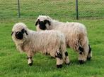 Walliser schwarznase rammen, Dieren en Toebehoren, Schapen, Geiten en Varkens, Mannelijk, Schaap, 0 tot 2 jaar
