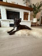 Franse bulldog pups, Dieren en Toebehoren, Honden | Bulldogs, Pinschers en Molossers, België, Particulier, Rabiës (hondsdolheid)