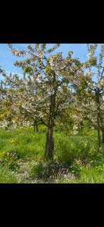 Fruitbomen kersen, Tuin en Terras, Planten | Bomen, Ophalen of Verzenden