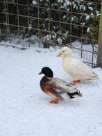 Kwakertjes, Dieren en Toebehoren, Mannelijk, Eend