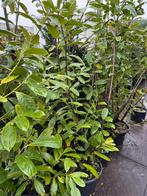 Laulier novita 175 cm boven de pot 7 st 1 koop 100,-, Tuin en Terras, Ophalen, Lente, Vaste plant, Volledige schaduw