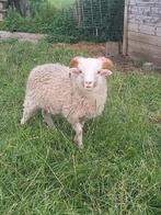 witte Ouessant ram, Dieren en Toebehoren, Mannelijk, Schaap