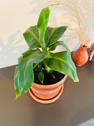 Bananenplant Musa in terracotta pot beschikbaar voor biedingen