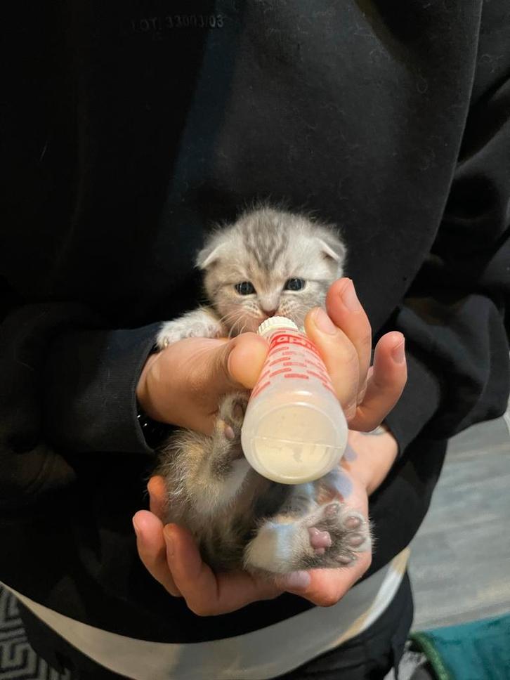 Kittens british x scotish, Dieren en Toebehoren, Katten en Kittens | Overige Katten, Meerdere dieren