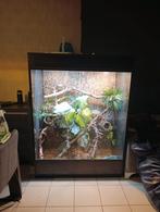 Zwarte leguaan met 2m terrarium en toebehoren, Dieren en Toebehoren, Ophalen, Zo goed als nieuw