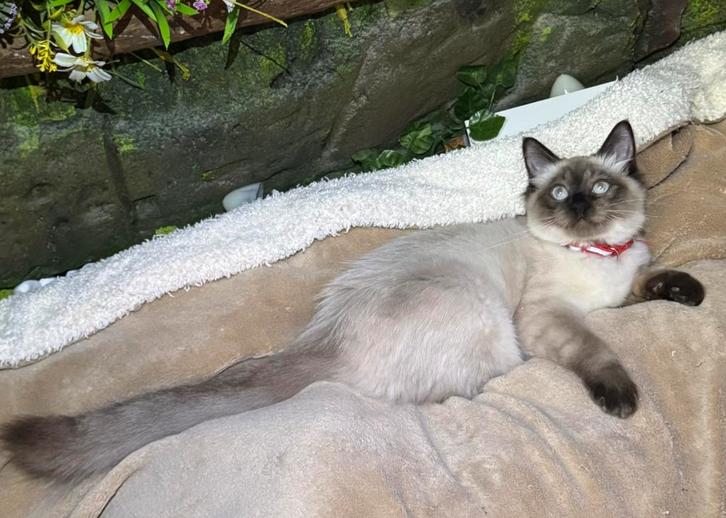 Ragdoll poesje, super lief en aanhankelijk, Dieren en Toebehoren, Katten en Kittens | Raskatten | Langhaar, Poes, 0 tot 2 jaar