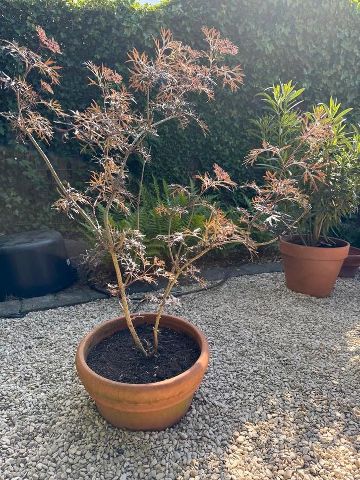 Sambucus Nigra in Italiaanse vorstvrije terracotta pot, Tuin en Terras, Bloempotten, Ophalen of Verzenden