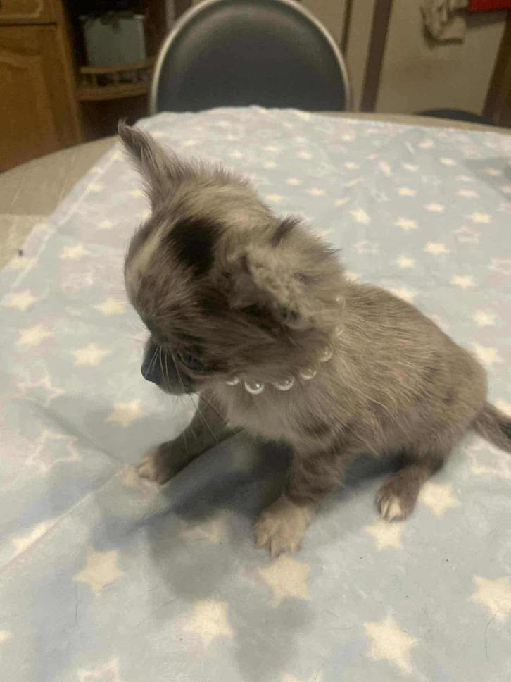 Chihuahua-pups mooi mini raszuiver zeer mooi kleintjes !, Dieren en Toebehoren, Honden | Chihuahua's en Gezelschapshonden, Meerdere dieren