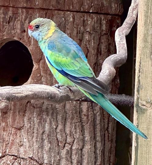 Barnard parkiet pop, Dieren en Toebehoren, Vogels | Parkieten en Papegaaien, Parkiet, Vrouwelijk