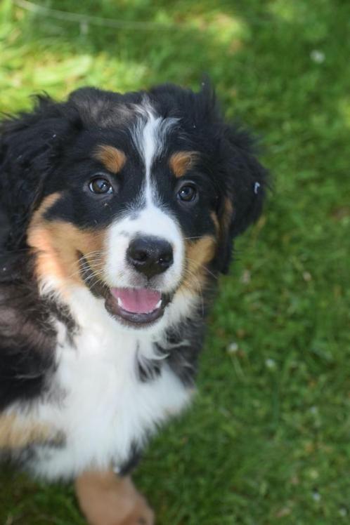 Berner Sennen pups, Dieren en Toebehoren, Honden | Beagles, Bassets en Lopende honden, Meerdere dieren, Overige rassen, Fokker | Professioneel
